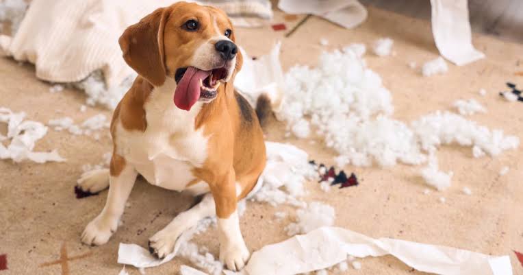 1000090465 1000090465