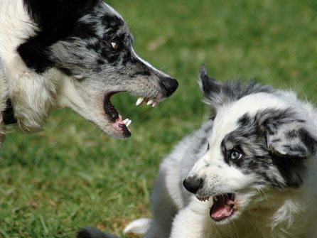 modificaciones de conducta